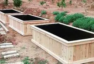 A couple of large wooden boxes with plants growing in them.