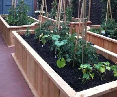 A wooden raised garden bed with vegetables growing in it.