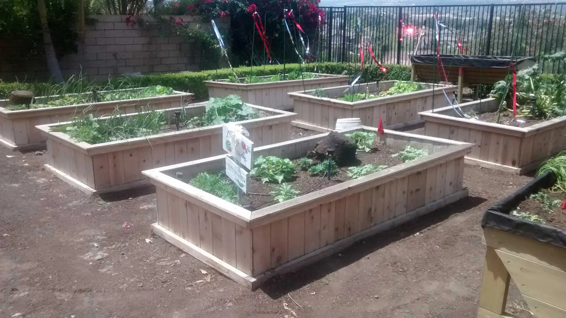 A group of raised garden beds in a dirt yard.