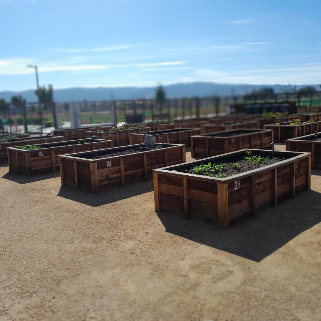 Wooden garden beds filled with soil.