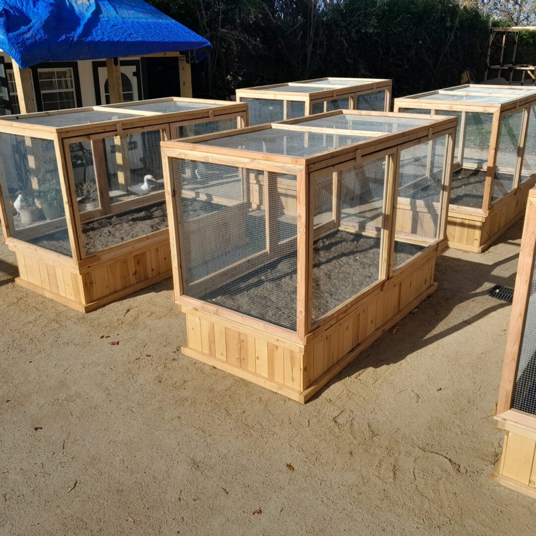 Wooden enclosures with wire mesh for ducks and chickens.